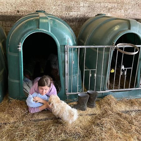 Schlafen Neben Den Kleinen Kaelbchen Im Kaelberiglu Bingum Extérieur photo
