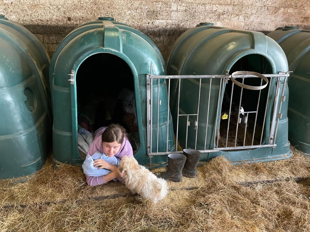 Schlafen Neben Den Kleinen Kaelbchen Im Kaelberiglu Bingum Extérieur photo
